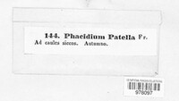 Phacidium patella image